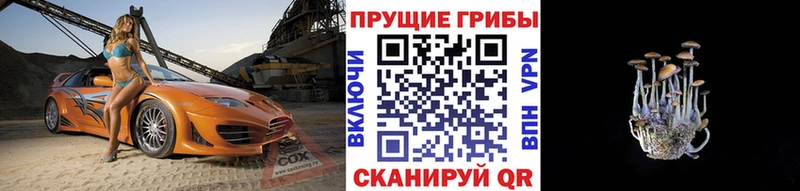наркотики  Щёкино  Псилоцибиновые грибы Psilocybe 